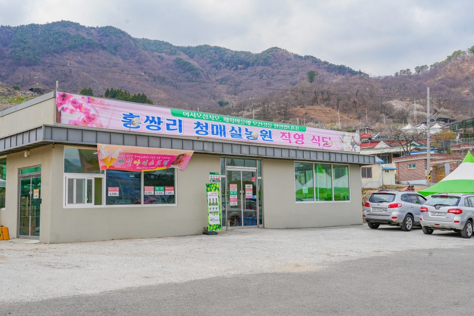 전남 광양 매화축제 2024 광양 매화마을 실시간 주차장 봄꽃구경