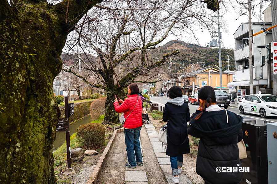 일본 벚꽃 개화시기 3월말 교토 날씨 실시간 여행 상황