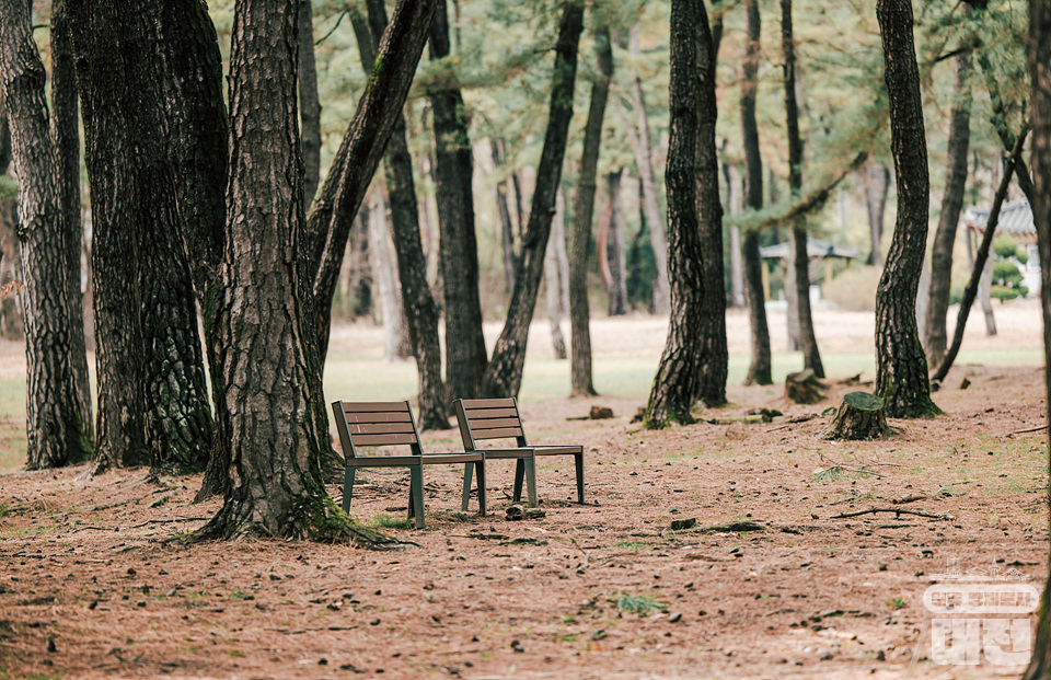 대전에 숨겨진 넓고 웅장한 소나무 숲, 솔밭공원