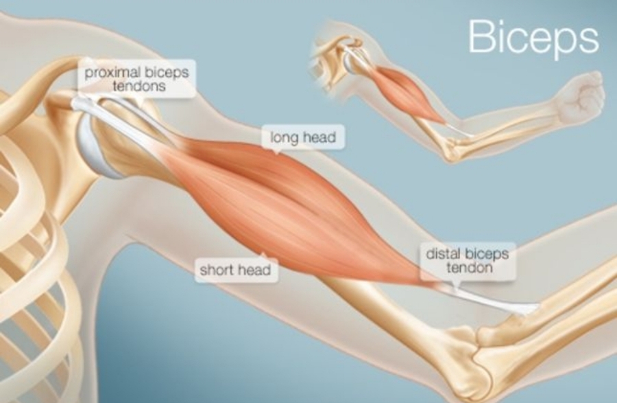 팔 근육 구조와 운동 후 통증 관리