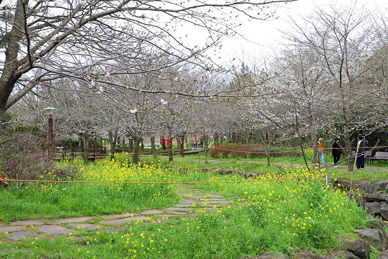 제주 서귀포 관광지 예래생태공원 서귀포 벚꽃 명소
