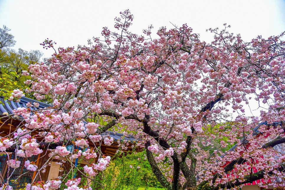국내여행지베스트10 4월 꽃구경 명소 BEST OF BEST
