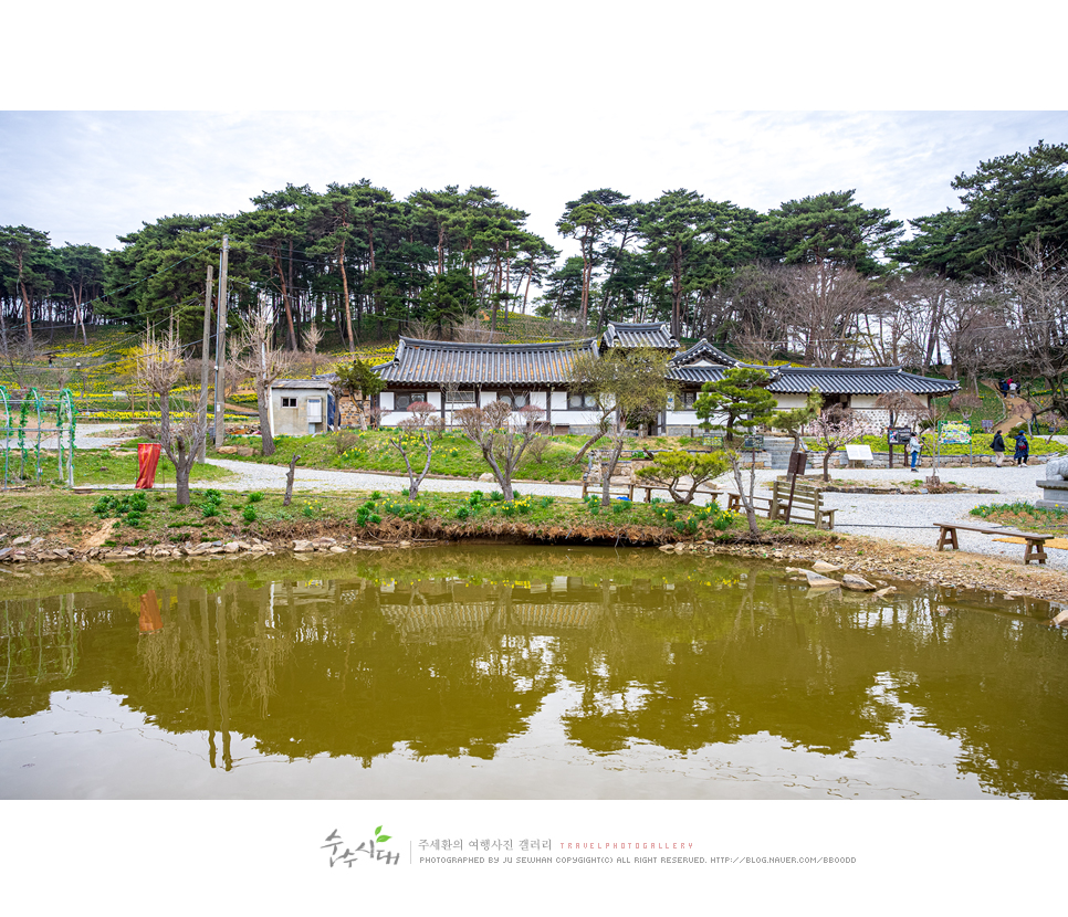 충남 서산 유기방가옥 수선화 축제 방문 후기
