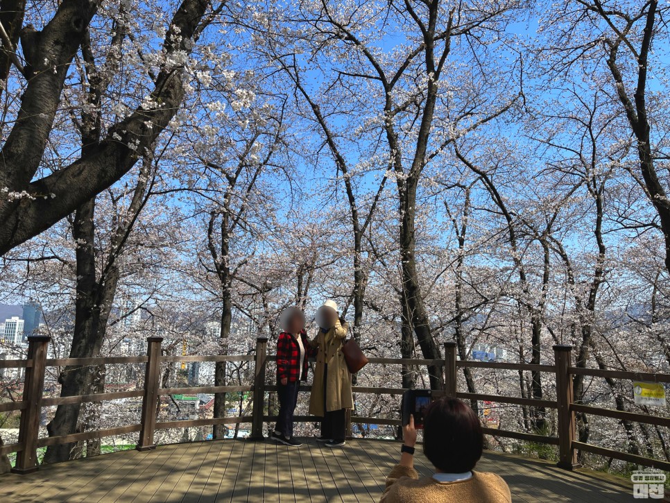대전 벚꽃 여행지 추천_테미공원 & 정림수변공원