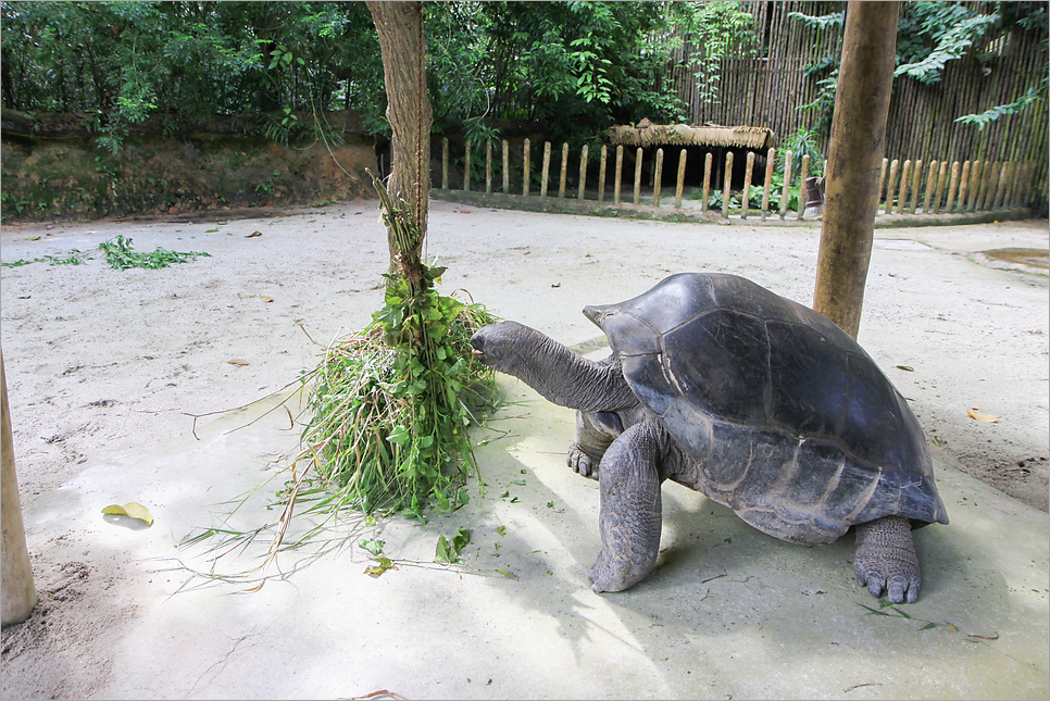 싱가포르 동물원 입장권 가는법 아이와 해외여행 싱가포르여행