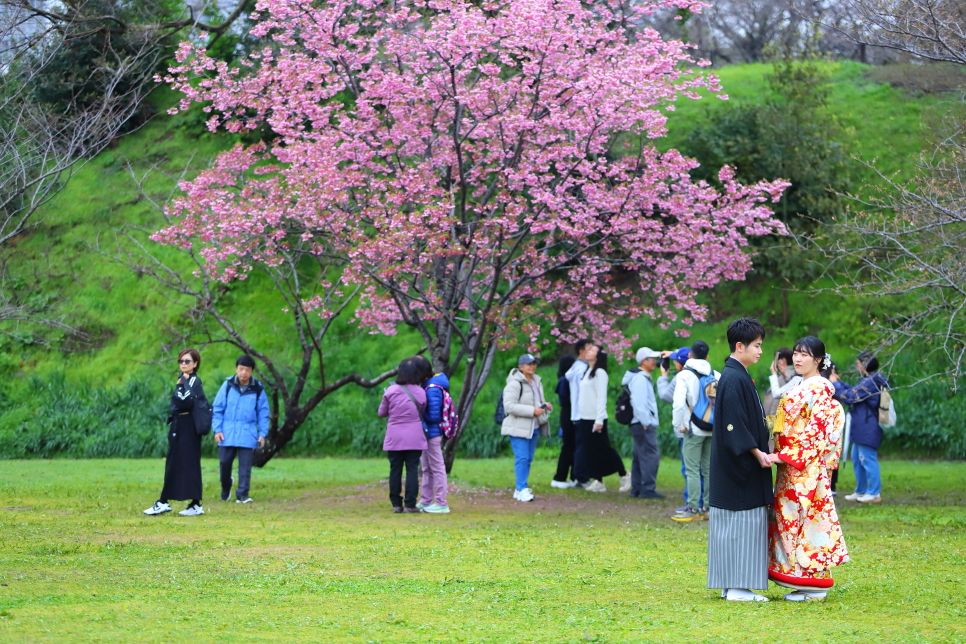 2024 일본 벚꽃 개화시기 후쿠오카 벚꽃 명소 오호리공원 실시간