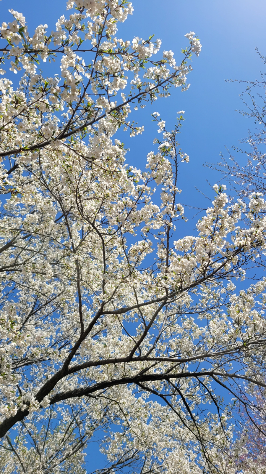 진해 벚꽃공원 홍벚꽃, 아름다운 바다뷰 벚꽃명소, 주차장 안내