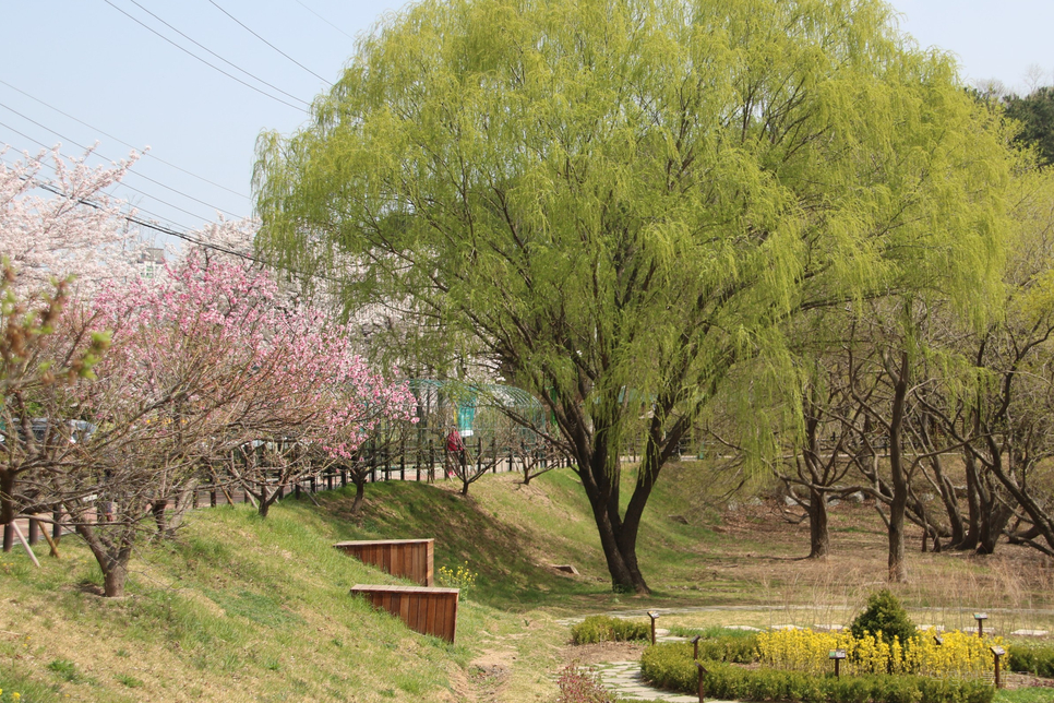꽃 구경 봄에 가볼만한곳 울산 부산 벚꽃명소 4