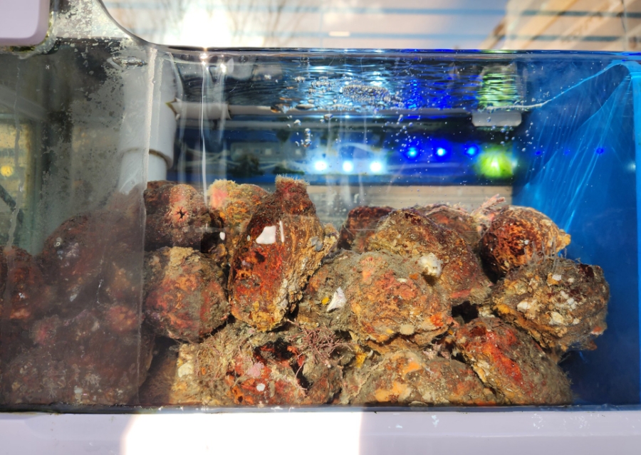 일산 활 아귀회 맛집 동해안 자연산 해산물 전문점