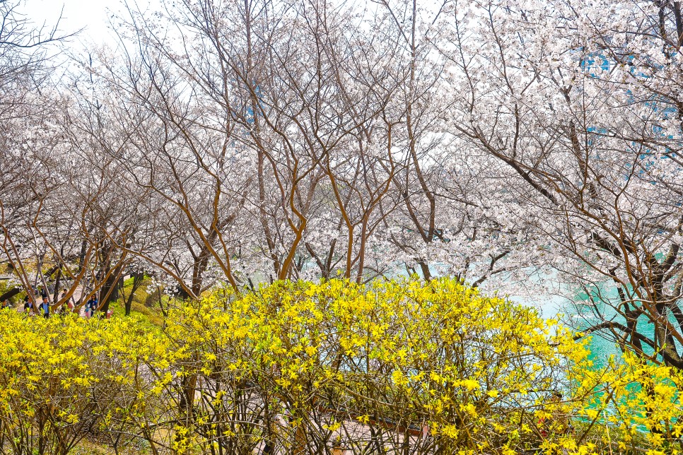 석촌호수 벚꽃 만개 4월 서울 가볼만한곳 4월 2일 실시간