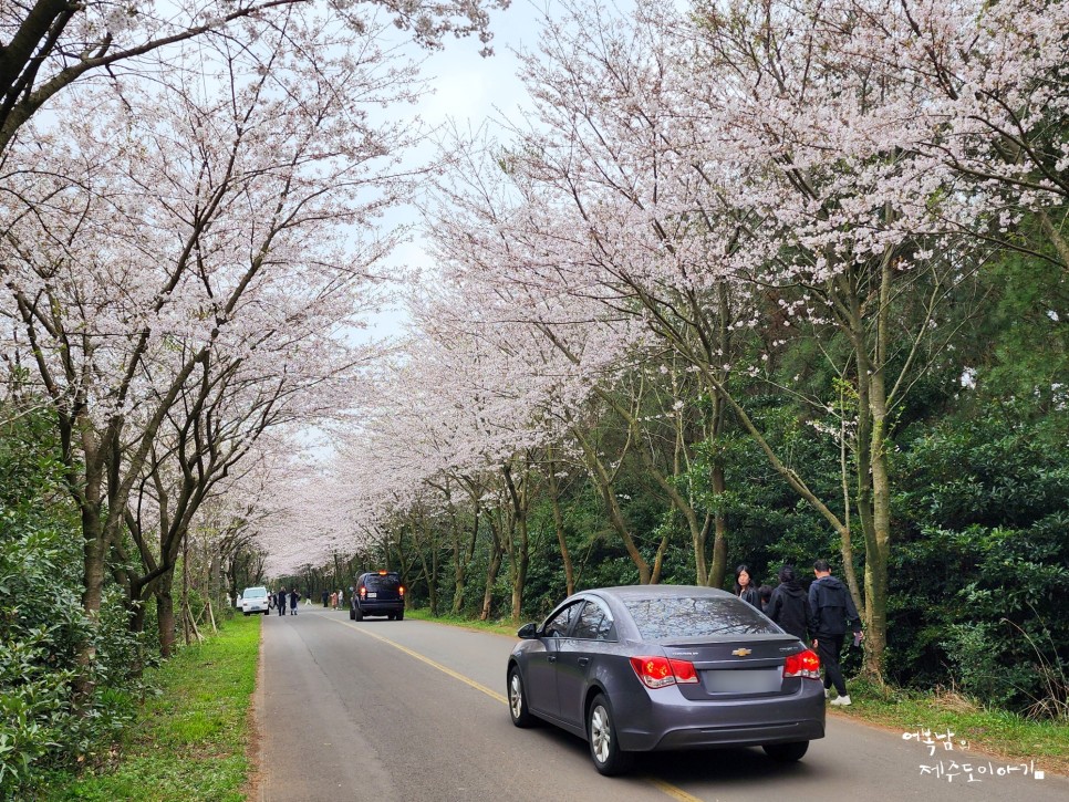 제주 성산 가볼만한곳 벚꽃터널 신풍리 벚꽃축제