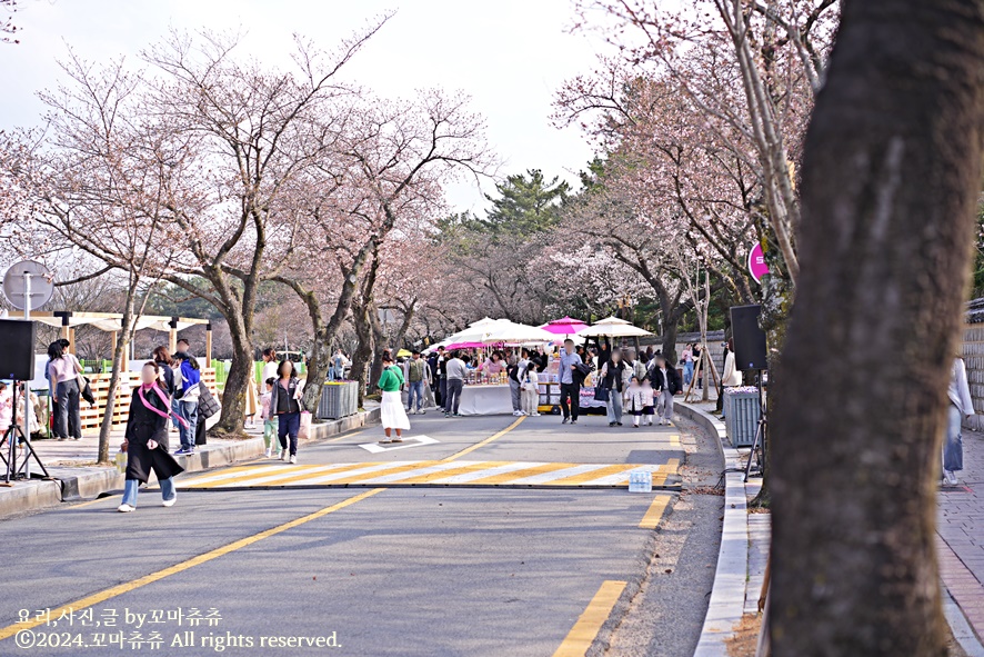경주 벚꽃 개화시기 실시간 벚꽃축제 시작!