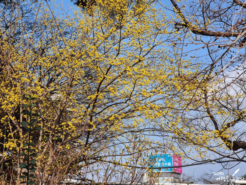 서울 봉은사 홍매화 매화 명소 강남 놀거리 3월 꽃구경 가볼만한곳