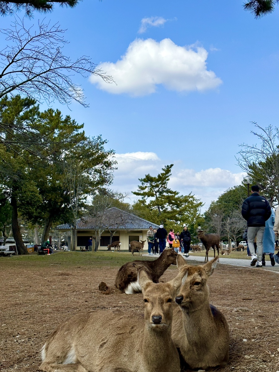 일본 간사이 쓰루패스 교환처 공항 3곳, 오사카에서 나라 공원의 사슴❤️ 자유여행, 짐보관