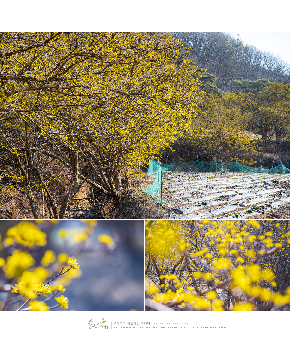 대구 근교 여행 경북 의성 산수유축제 당일치기 여행