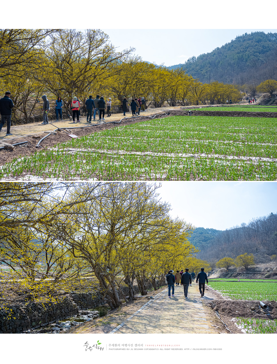 대구 근교 여행 경북 의성 산수유축제 당일치기 여행