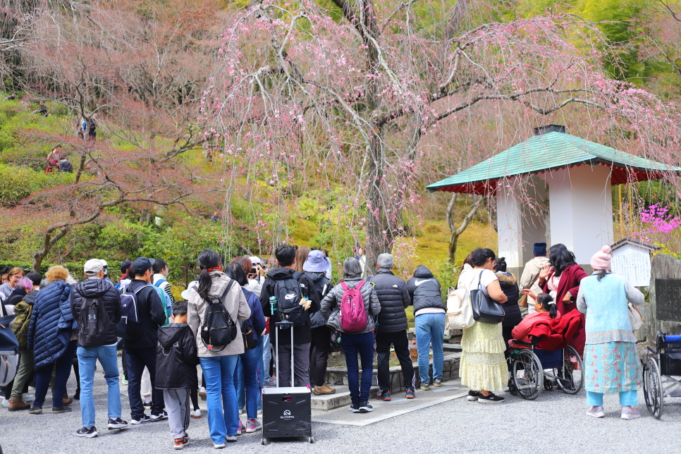 일본 교토 벚꽃 여행 실시간 교토 아라시야마 코스 동선 치쿠린 포함