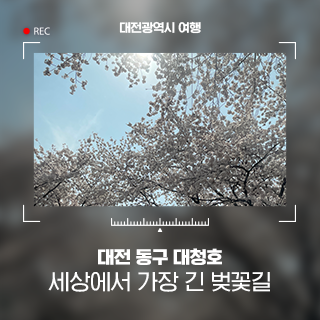 대전 동구 대청호 세상에서 가장 긴 벚꽃길 벚꽃축제