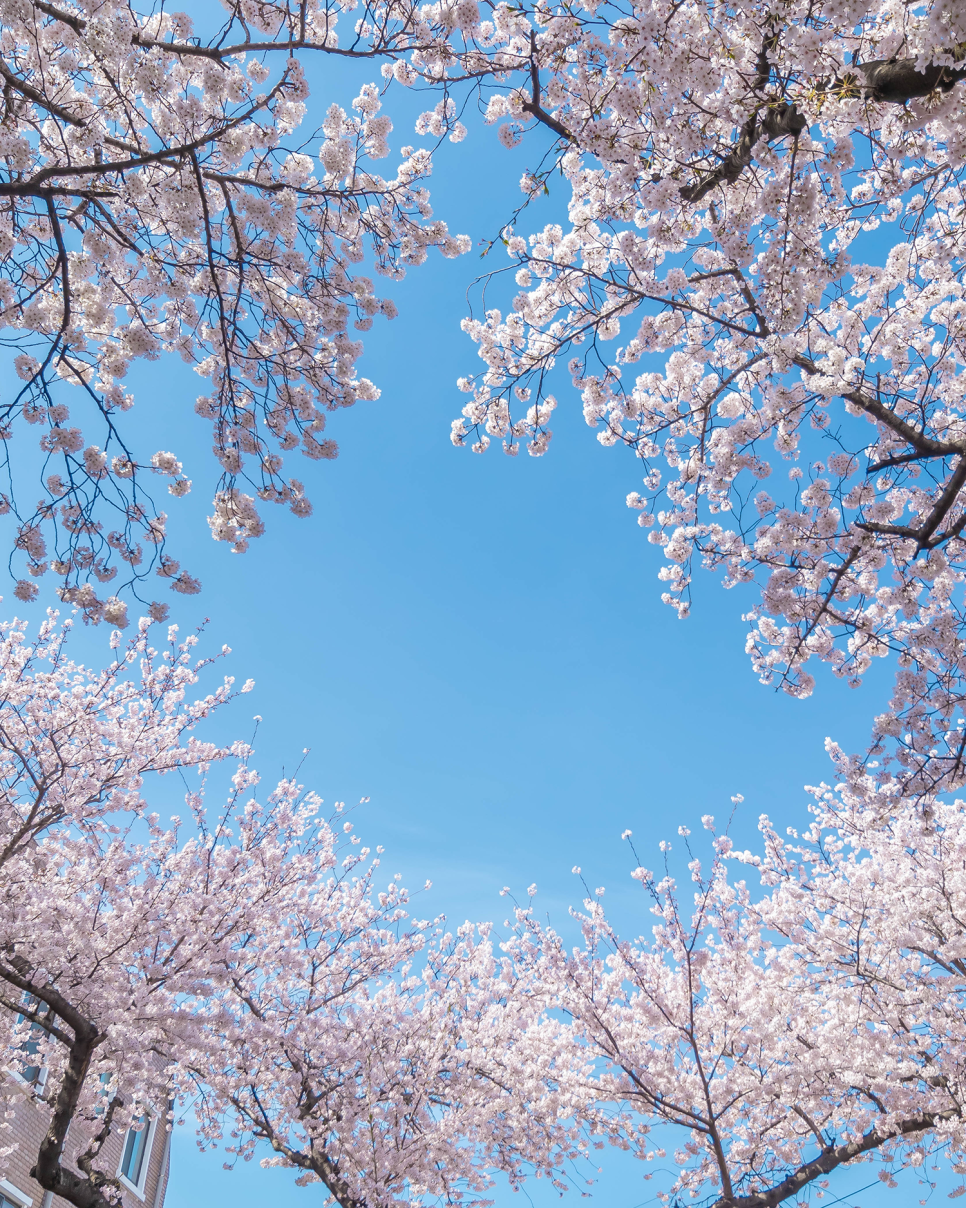 제주도 벚꽃 명소  삼무공원, 사라봉, 녹산로 유채꽃, 전농로 제주 벚꽃축제