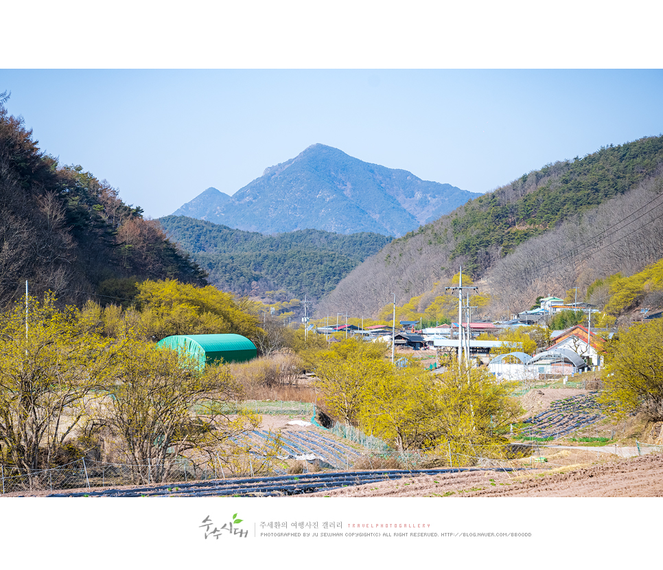 대구 근교 여행 경북 의성 산수유축제 당일치기 여행