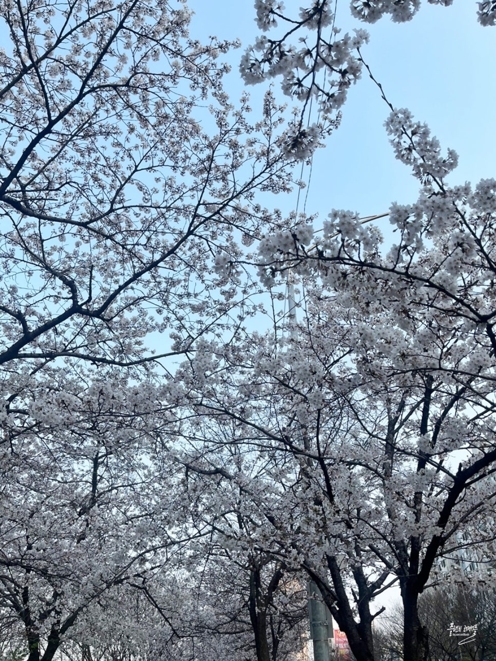 2024 여의도 벚꽃축제 윤중로 벚꽃 실시간 개화 상황서울 벚꽃 명소
