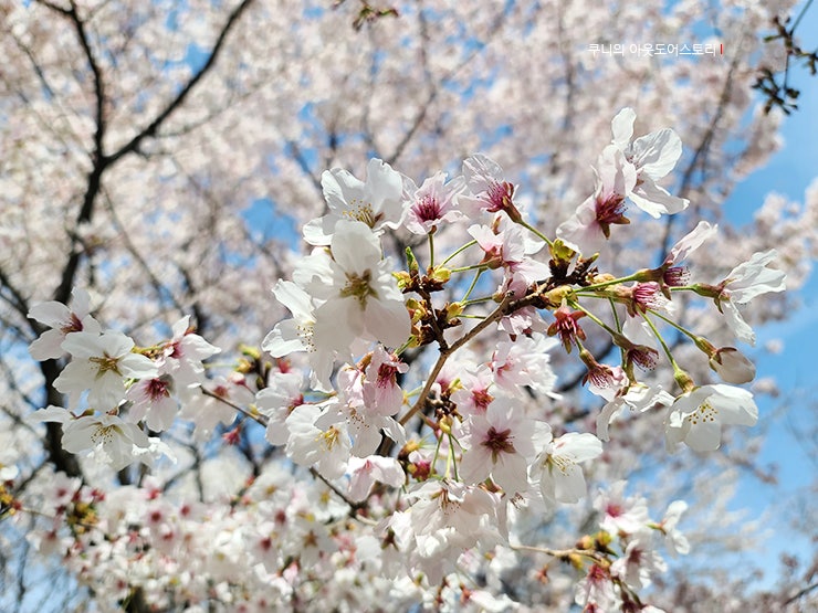 [1년 전 오늘] 전국벚꽃명소 中 서울 벚꽃 명소 잠실 석촌호수 봄나들이