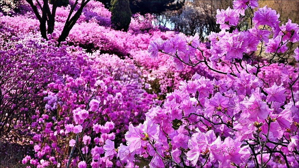 서울근교 봄 나들이 추천 부천 꽃구경 원미산 진달래동산 봄꽃축제 3월 30~31일