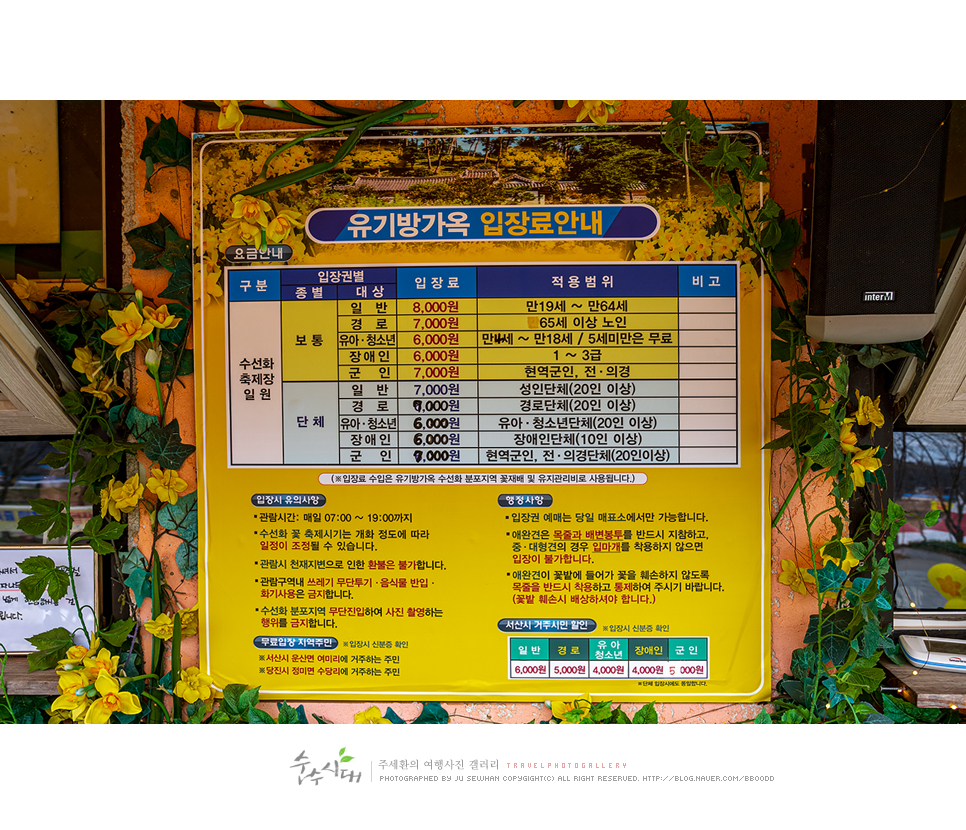 충남 서산 유기방가옥 수선화 축제 방문 후기
