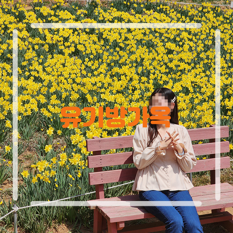 서산 유기방가옥 수선화 축제 실시간 3월 4월 꽃구경 가볼만한곳