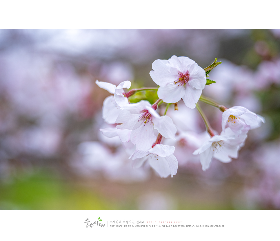 4월 제주 서귀포 벚꽃 유채꽃 명소 예래생태공원