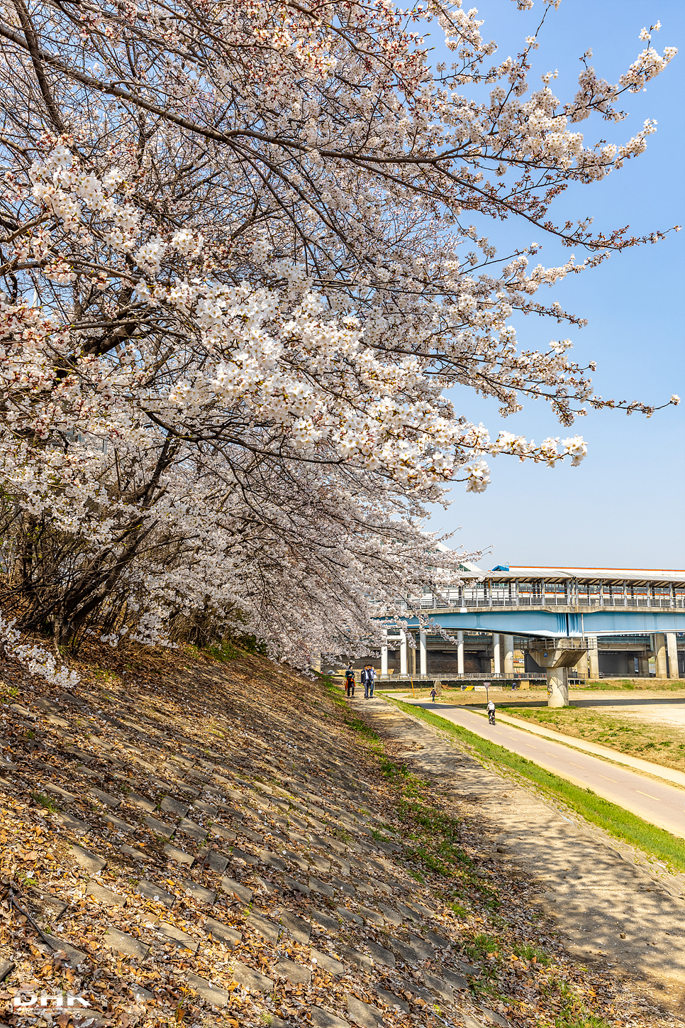 서울 벚꽃 명소 안양천 벚꽃길 4월 데이트 가볼만한곳 서울 벚꽃개화시기