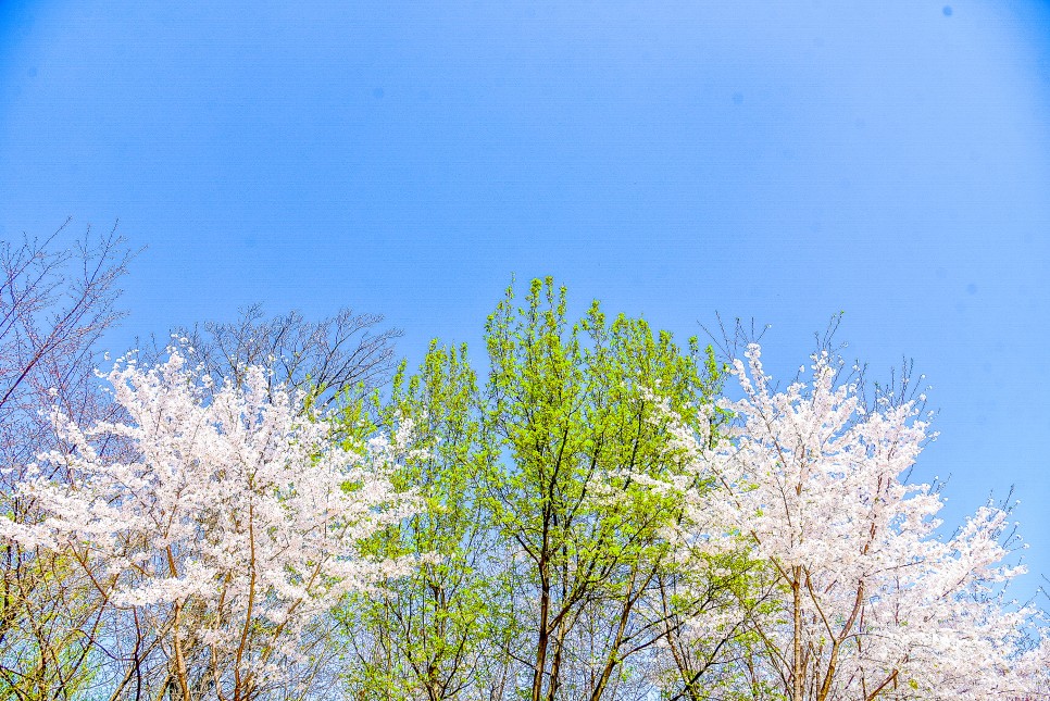 서울 벚꽃 명소 개화시기 지연 7곳의 23년 풍경