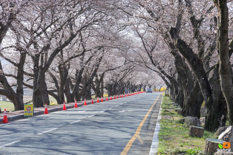 경주 벚꽃축제 흥무로 벚꽃길 김유신장군묘 실시간 벚꽃 개화시기