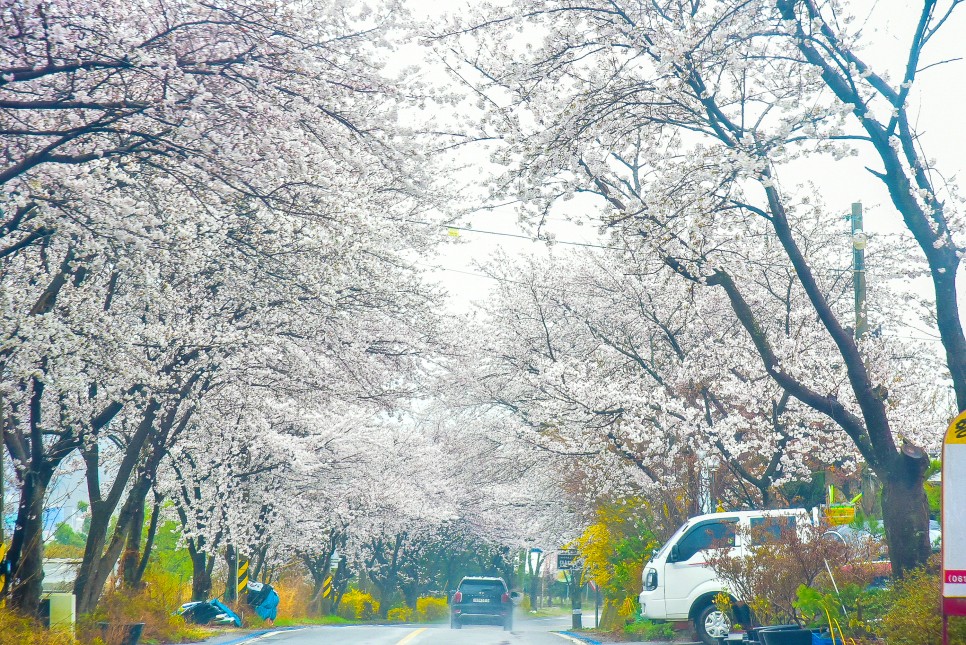 2024 벚꽃 개화시기 와 전국 벚꽃 명소 8곳 소개