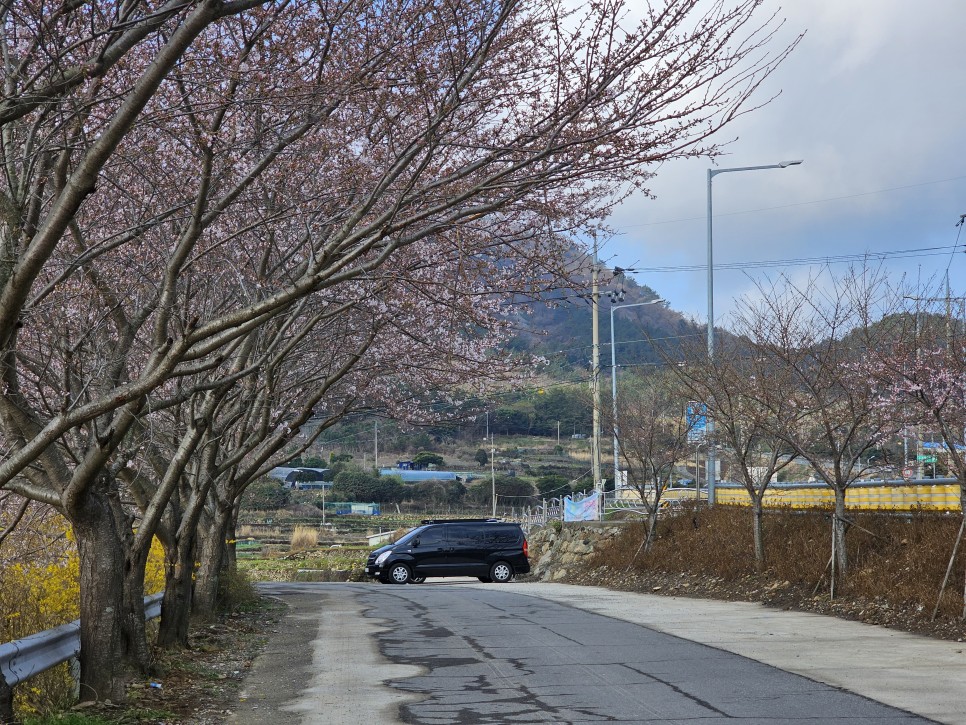 여수 벚꽃 실시간 승월마을 전남 벚꽃 명소 추천