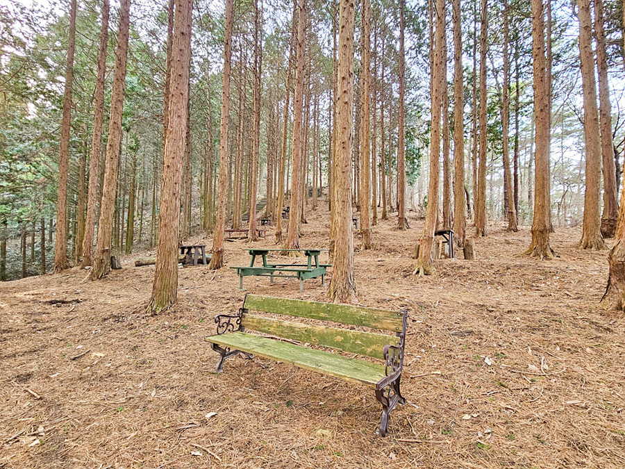광주근교 가볼만한곳 화순 무등산 편백자연휴양림 산림욕장 편백나무숲