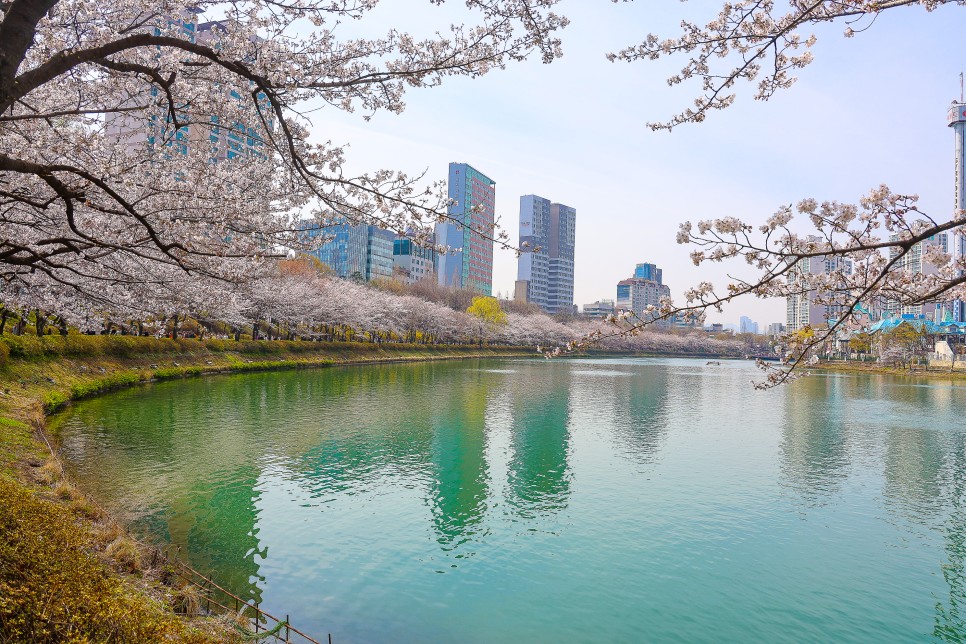 석촌호수 벚꽃 만개 4월 서울 가볼만한곳 4월 2일 실시간