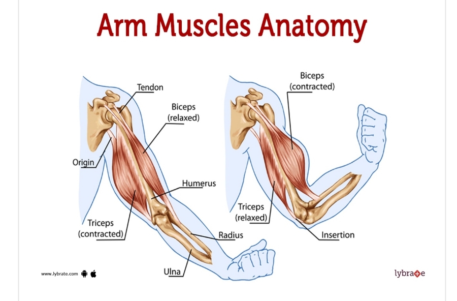 팔 근육 구조와 운동 후 통증 관리