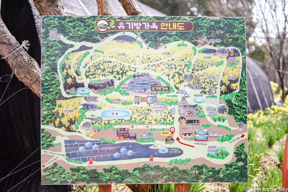 충남 서산 가볼만한곳 유기방가옥 수선화 축제 서산 여행 명소