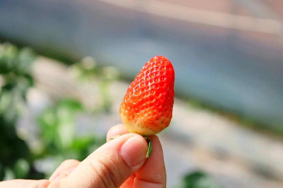 경기도 포천 아이와 가볼만한곳 딸기체험 농장 동물먹이주기 서운동산