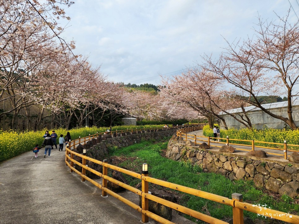 제주 4월 여행 제주도 벚꽃 개화시기 서홍동 웃물교 유채꽃 벚꽃 명소