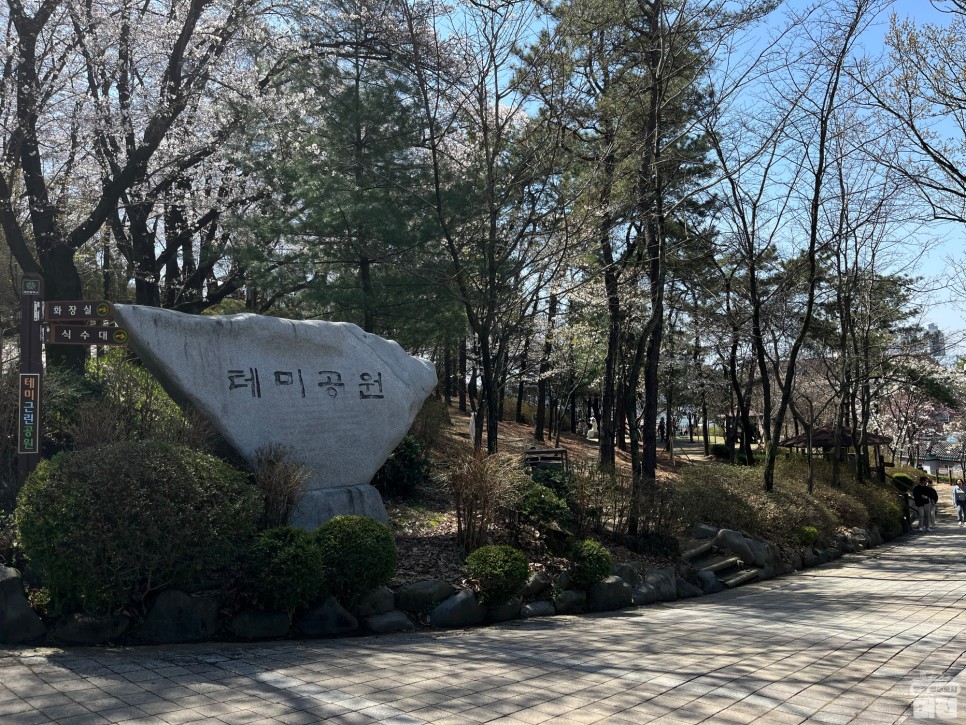 대전 벚꽃 여행지 추천_테미공원 & 정림수변공원