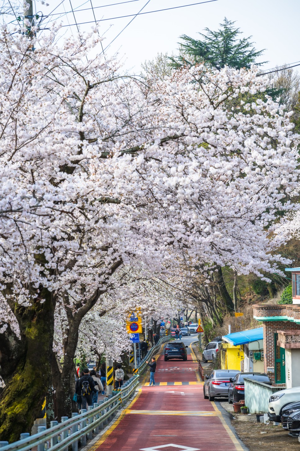 [24.3.31] 경남 벚꽃 명소 하동 화개 장터 쌍계사 십리 벚꽃길 만개 실시간 CCTV