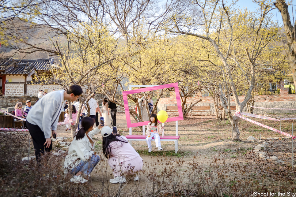 경기도 이천 가볼만한곳 봄꽃축제 볼거리 이천 산수유마을 축제