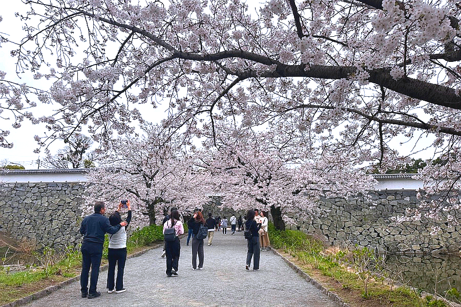 일본 후쿠오카 여행 후쿠오카 벚꽃 명소 오호리 공원 마이즈루 공원