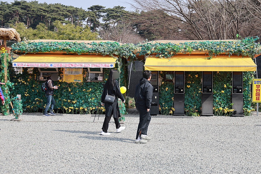 충남 서산 유기방가옥 수선화 축제 서산 명소 4월 꽃구경