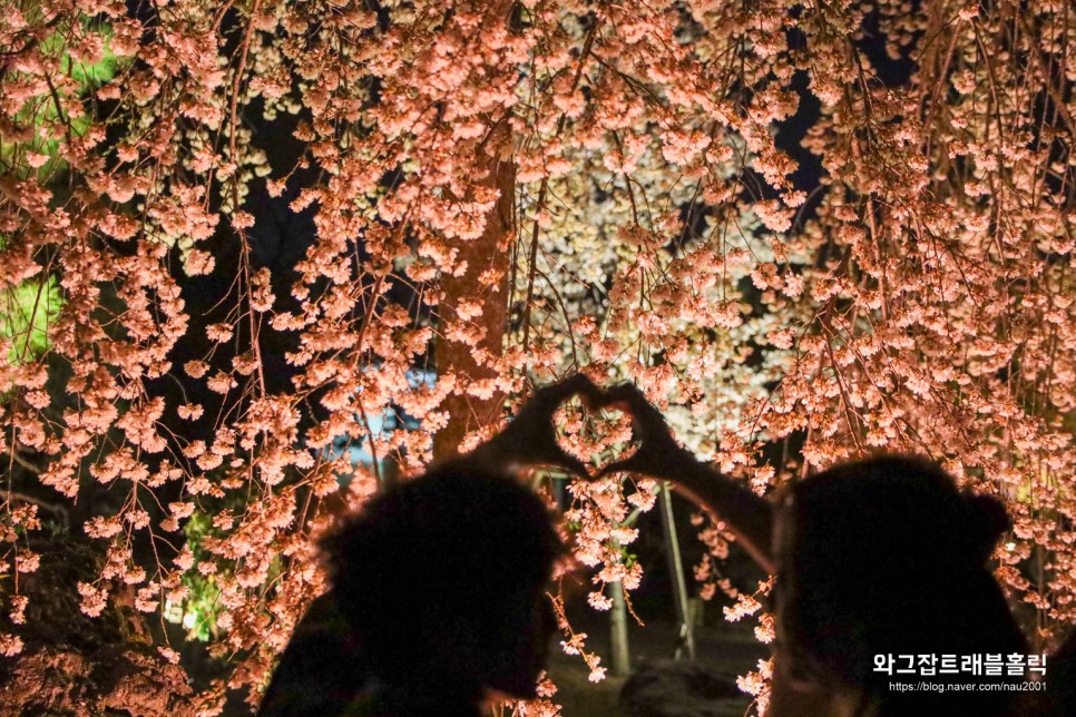 교토 여행코스 저녁 벚꽃 명소 니조성 라이트업 할인 입장료 후기