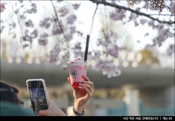 봄꽃 개화시기 3박4일 일본자유여행 일본 여행지 추천 도쿄 우에노공원 벚꽃