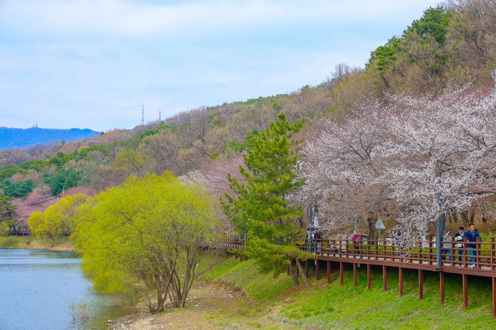 수원 벚꽃 명소 광교저수지 벚꽃 실시간 4월4일 30프로 개화