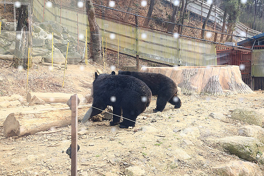 겨울잠에서 깨어난 3일째 된 반달가슴곰, 국립공원야생생물보전원